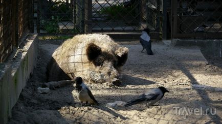 O plimbare prin grădina zoologică din Riga