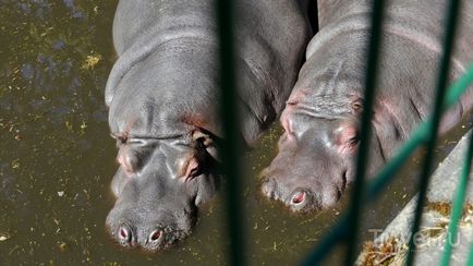 O plimbare prin grădina zoologică din Riga