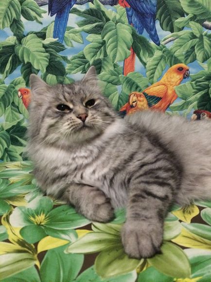 Producători, catelus de pisici din Siberia de culori tradiționale - gracion