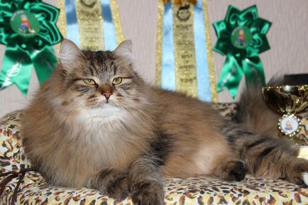 Виробники, розплідник сибірських кішок традиційних забарвлень - грасіона
