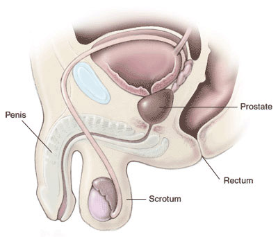 Imagini de prostatită