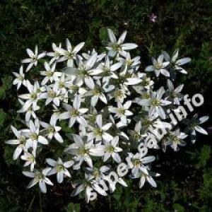 Ornithogalum - sugárzó virágok, szuper kert (virág) Ornithogalum - sugárzó virágok, szuper kert