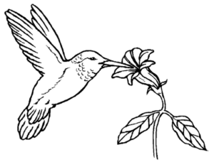 Imprimați paginile de colorat cu păsările