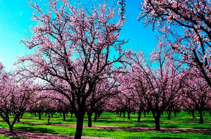 Distanta dintre copaci cand plantati o gradina - masa si recomandari