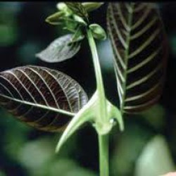 Pisica lui Claw Plant