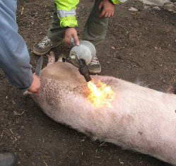 Tăietura de porc