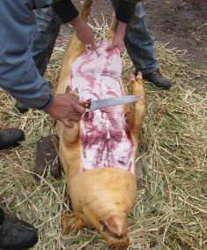 Оброблення свинячої туші