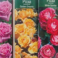 Szaporodás Keleti mák (Papaver orientale) A szaporodási mák kelet