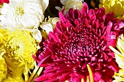 Szaporodás Keleti mák (Papaver orientale) A szaporodási mák kelet