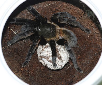 Reproducerea păianjenilor de tarantula