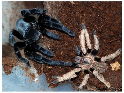 Reproducerea păianjenilor de tarantula