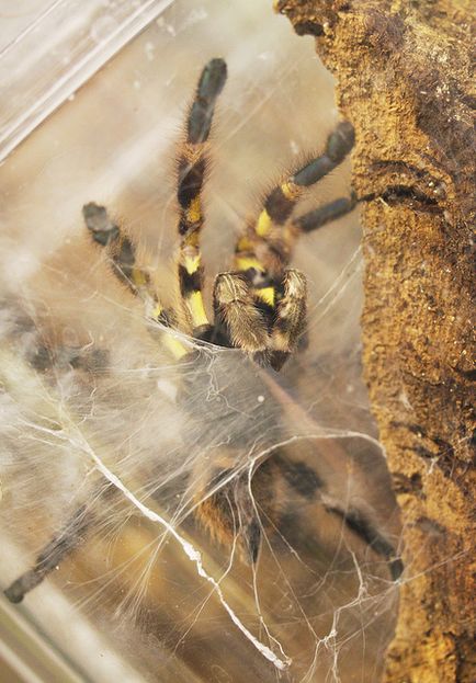 Reproducerea păianjenilor de tarantula