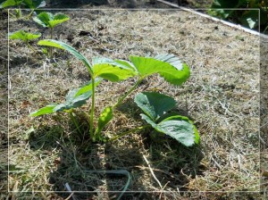 Розмноження вусами суниці садової (полуниці, так-так), вирощування томатів на дачній ділянці