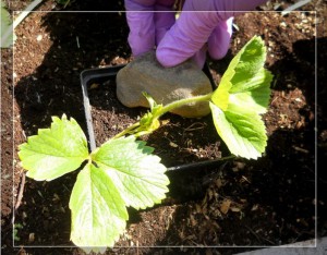 Розмноження вусами суниці садової (полуниці, так-так), вирощування томатів на дачній ділянці