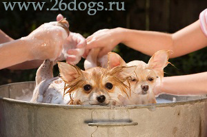 Рішення для собаки з акне