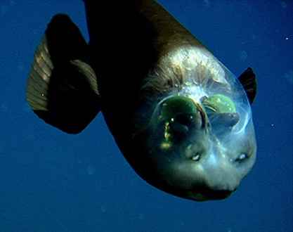 Риба-бочкоглаз сама незвичайна риба з прозорою головою