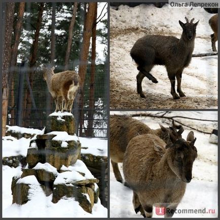 Riga Zoo, Riga - „e menni az állatkertbe, ha az istállóban a téli hangyák a film -