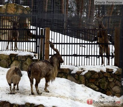 Riga Zoo, Riga - „e menni az állatkertbe, ha az istállóban a téli hangyák a film -