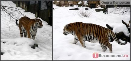 Riga Zoo, Riga - „e menni az állatkertbe, ha az istállóban a téli hangyák a film -