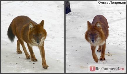 Riga Zoo, Riga - „e menni az állatkertbe, ha az istállóban a téli hangyák a film -