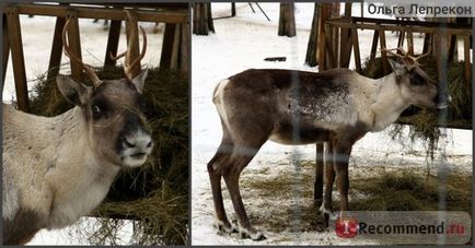 Riga Zoo, Riga - „e menni az állatkertbe, ha az istállóban a téli hangyák a film -