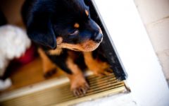 Rottweiler hendlerstva art, rottweiler mutatják a kiállításon való felkészítés kutya kiállítás,