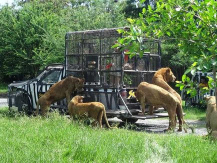 Parcul Safari din Bangkok