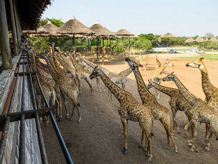 Parcul Safari din Bangkok