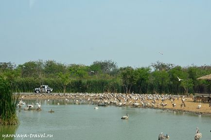 Safari world в Бангкоку - це те місце, де потрібно побувати з дитиною, подорожі з Іриною ярої