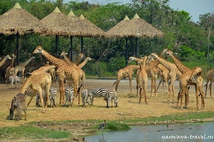 Safari lume în Bangkok - acesta este locul în care aveți nevoie pentru a vizita cu un copil, de călătorie cu primăvara