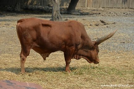 Safari world в Бангкоку - це те місце, де потрібно побувати з дитиною, подорожі з Іриною ярої