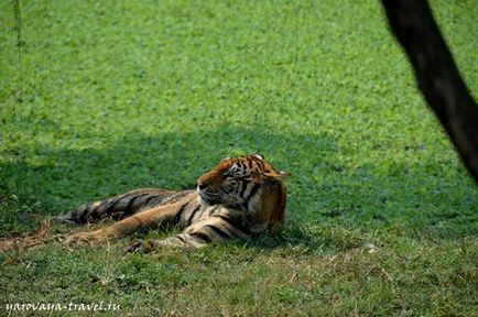 Safari lume în Bangkok - acesta este locul în care aveți nevoie pentru a vizita cu un copil, de călătorie cu primăvara