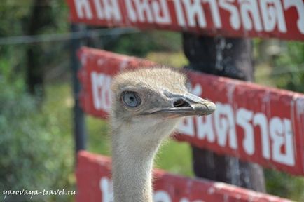 Safari lume în Bangkok - acesta este locul în care aveți nevoie pentru a vizita cu un copil, de călătorie cu primăvara