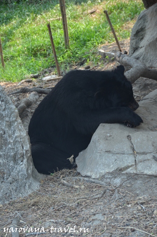 Safari world в Бангкоку - це те місце, де потрібно побувати з дитиною, подорожі з Іриною ярої