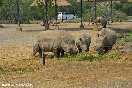 Safari lume în Bangkok - acesta este locul în care aveți nevoie pentru a vizita cu un copil, de călătorie cu primăvara