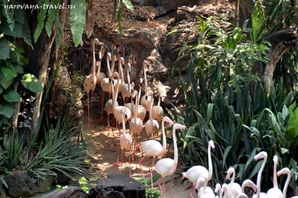 Safari lume în Bangkok - acesta este locul în care aveți nevoie pentru a vizita cu un copil, de călătorie cu primăvara