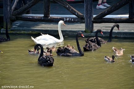 Safari lume în Bangkok - acesta este locul în care aveți nevoie pentru a vizita cu un copil, de călătorie cu primăvara