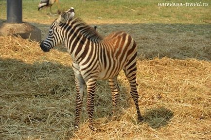 Safari lume în Bangkok - acesta este locul în care aveți nevoie pentru a vizita cu un copil, de călătorie cu primăvara