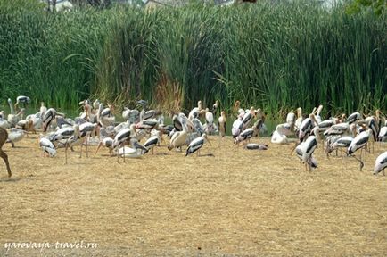 Safari world в Бангкоку - це те місце, де потрібно побувати з дитиною, подорожі з Іриною ярої