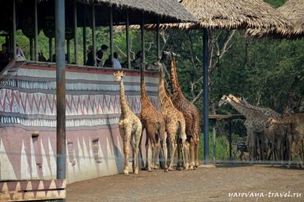 Safari világ Bangkok - ez az a hely, ahol meg szeretne időt tölteni egy gyerek, utazó Irina Spring