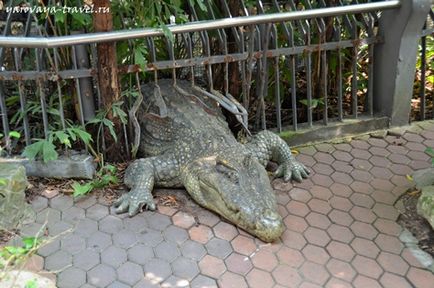 Safari lume în Bangkok - acesta este locul în care aveți nevoie pentru a vizita cu un copil, de călătorie cu primăvara