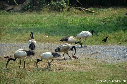 Safari world в Бангкоку - це те місце, де потрібно побувати з дитиною, подорожі з Іриною ярої