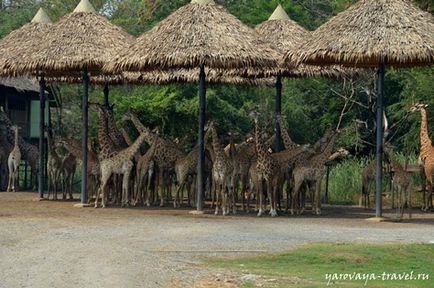 Safari world в Бангкоку - це те місце, де потрібно побувати з дитиною, подорожі з Іриною ярої