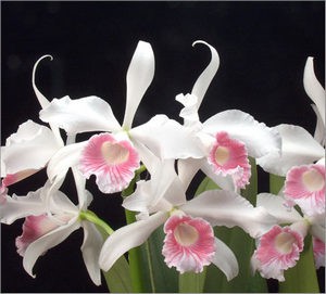 Cele mai frumoase specii și varietăți de orhidee