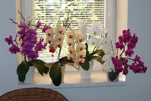 A legérdekesebb fajok és fajták orchideák