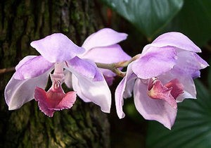 Найкрасивіші види і сорти орхідей