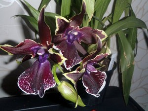 Cele mai frumoase specii și varietăți de orhidee