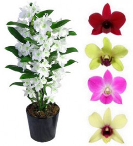 A legérdekesebb fajok és fajták orchideák
