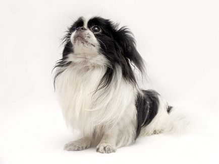 Найменші породи домашніх собак з фото і назвами