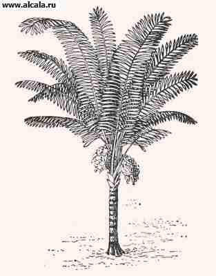 Sugar Palm Enciclopedia BSE